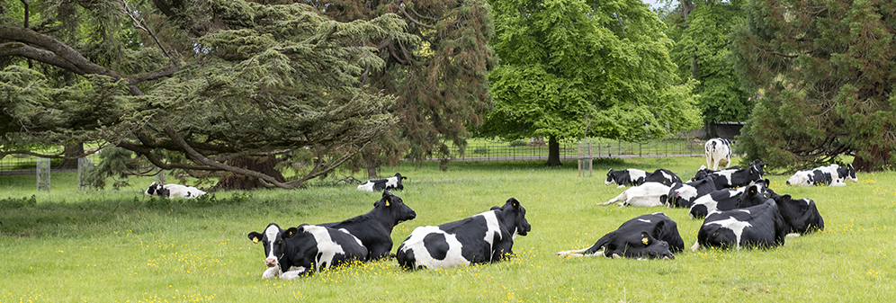 cows lying down in field